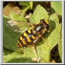 Eupeodes latifasciatus - Breitband-Feldschwebfliege w02.jpg